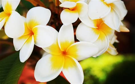 Hawaiian Flowers Wallpapers - Wallpaper Cave