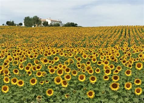 15 Breathtaking Flower Fields Around the World That You Have to Frolic In | Yoga, Wine & Travel