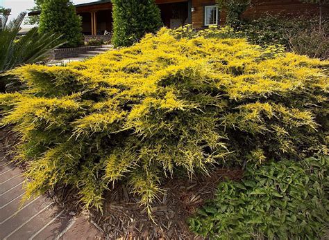 Sea Of Gold® Juniper | Conifers garden, Evergreen shrubs, Landscape design