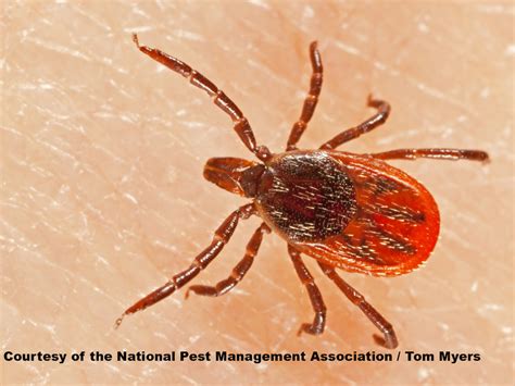 What Does a Tick Look Like? Tick Guide & Identification