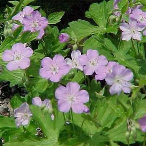 Geranium maculatum - Hardy Geranium - Sugar Creek Gardens