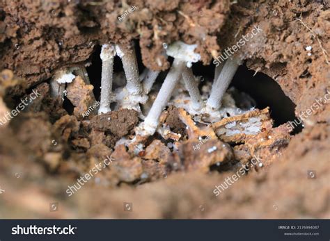 Termite Mushroom Has Symbiotic Relationship Subfamily Stock Photo 2176994087 | Shutterstock