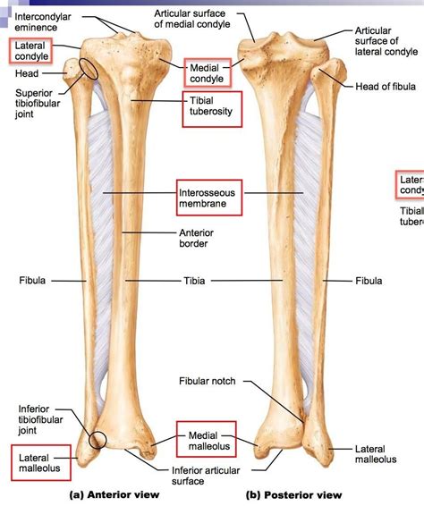 Tibia And Fibula 1 Anatomi Tubuh Anatomi Dan Fisiologi Anatomi | Images ...