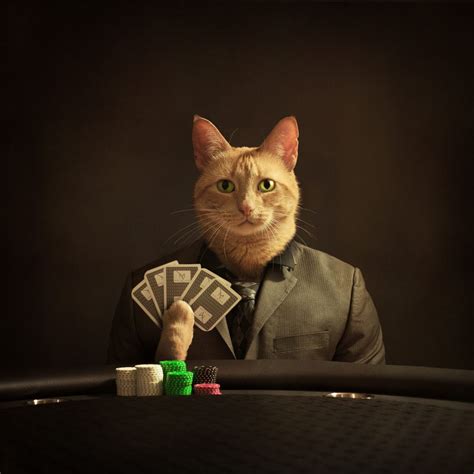 Poker Face | Orange tabby cats, Tabby cat, Cats