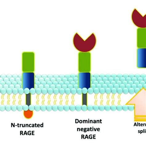 RAGE structure and isoforms. Full-length RAGE consists of three ...