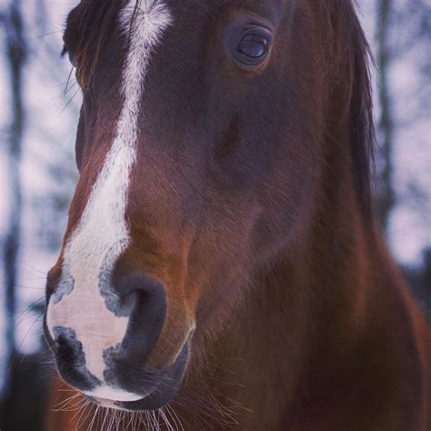 Snowy days! #equestrian #horsesofinstagram #horses #horse … | Flickr