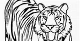 Lion And Tiger Coloring Pages At GetColoringscom  Free Printable sketch template