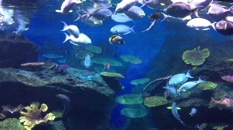 Thailand SEA LIFE Siam Ocean World Bangkok - Siam Paragon Aquarium! Amazing! (2) - YouTube