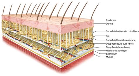 The Frictionless Skin-Fascia Interface With Underlying Bone “Theory ...