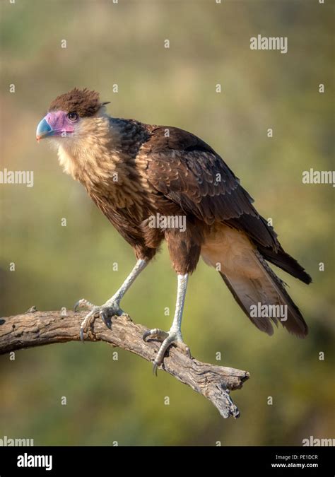 Juvenile Crested Caracara Bird Caracara cheriway Predator Stock Photo - Alamy