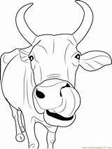 Free Coloring Pages Of Cows For Kids sketch template