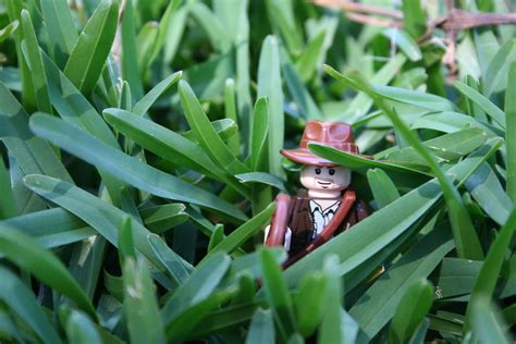 Indiana Jones and the Jungle of Unmown Grass | Spring is upo… | Flickr
