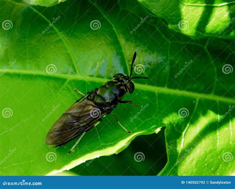 Hermetia illucens stock photo. Image of insects, friendly - 140502792