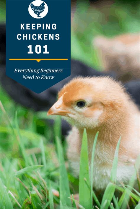 Raising Chickens for Beginners - Backyard Chicken Project