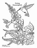 Hummingbird Coloring Pages To Print sketch template