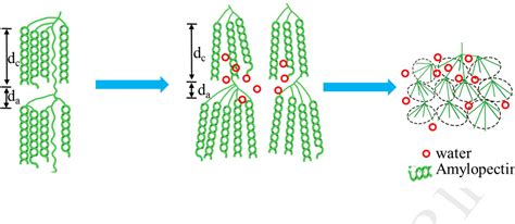 Corn Starch Structure