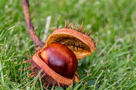 Conker. | Horse chestnut trees, Conkers, Chestnut horse