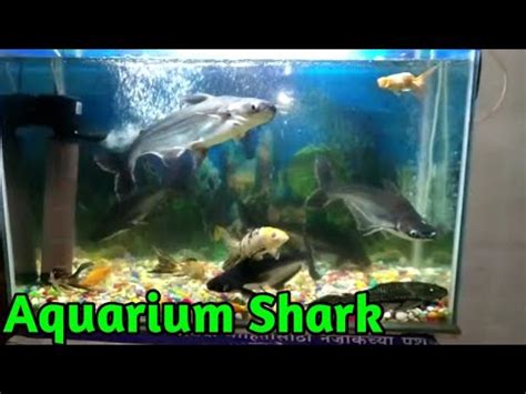 Care of Aquarium Shark || tiger Fish aquarium Care and Maintenance || About feeding & medicine ...