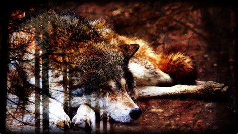 Autumn Wolf Wallpaper by EchoSixWolf on DeviantArt