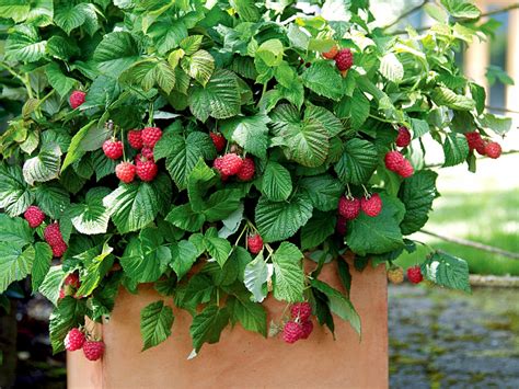 Growing Raspberry in container | How to grow raspberry plant - Naturebring