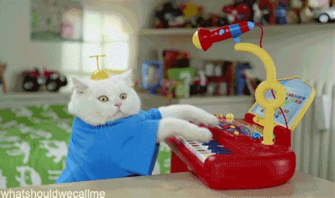 Cat Playing GIF - Find & Share on GIPHY