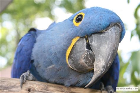 Parrot Mountain and Gardens, Tennessee