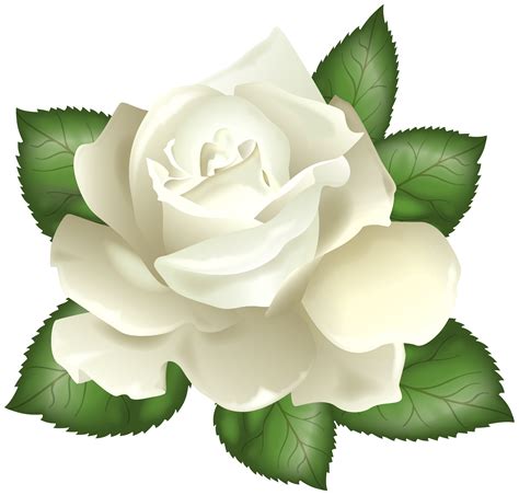 Download White Rose clipart for free - Designlooter 2020 👨‍🎨