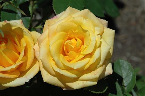 Rose 'Gold Medal' | Type: Grandiflora Cultivar: Gold Medal | Eric Hunt ...