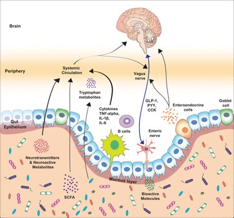 The Microbiota-Gut-Brain Axis | Physiological Reviews