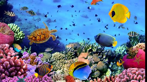 Aquarium Wallpaper (72+ images)