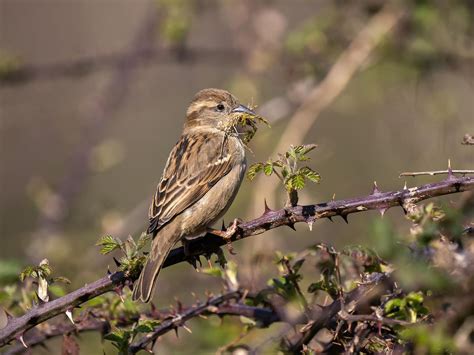 House Sparrow Nesting (Behavior, Eggs + Location) | Birdfact