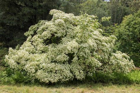 How to Grow and Care for Kousa Dogwood Trees