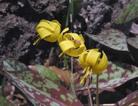 Wild Edible Plants - Trout Lily