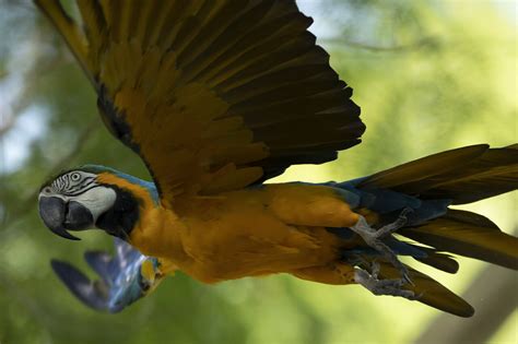 Last wild macaw in Rio is lonely and looking for love