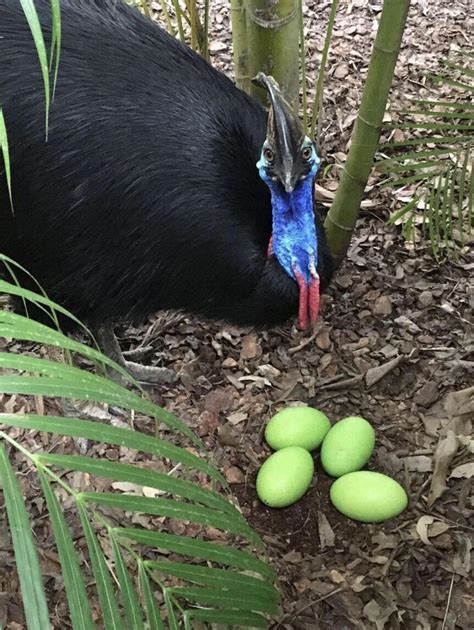 🔥 Cassowary eggs are green 🔥 : NatureIsFuckingLit