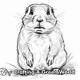 Prairie Dog Coloring Pages  Free & Printable sketch template