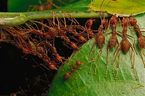 Weaver Ants building nest by pulling on leaves and forming chains Africa Poster Print by Mark ...