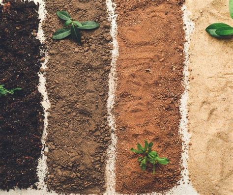 Soil 101: Identifying Your Garden's Soil Type — Gardening, Herbs ...