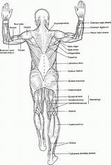 Human Body Systems Coloring Pages  Coloring Home sketch template