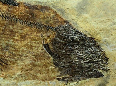 Caridosuctor populosum Fish Fossil | Fish fossil, Fossil, Fish