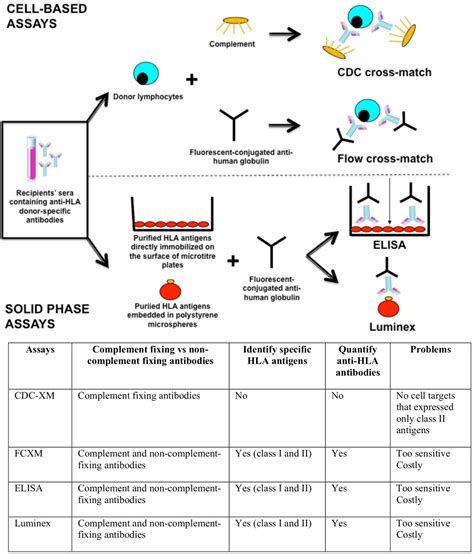 Detection of Antibody-Mediated Rejection in Kidney Transplantation and ...