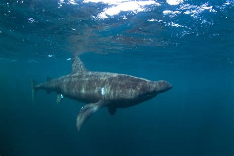 Basking Shark Facts: Habitat, Diet, Conservation & More
