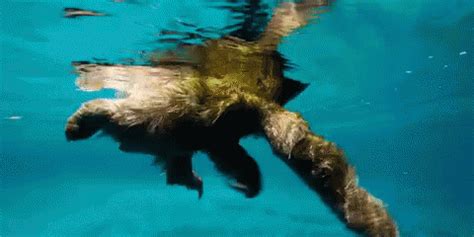 Can Sloths Swim? Dive into the Unexpected! - Animal Hype