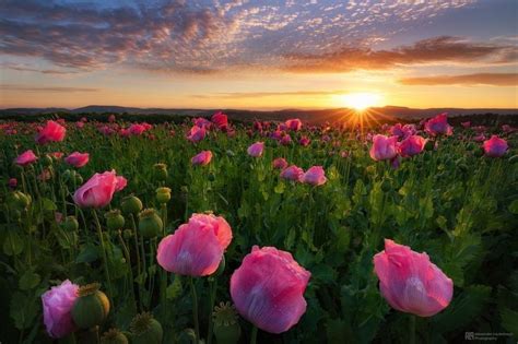 Pin on Beauty of Nature | Poppy wallpaper, Sunrise wallpaper, Nature wallpaper