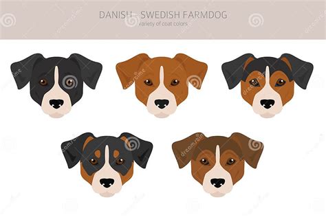 Danish Swedish Farmdog Clipart. Different Poses, Coat Colors Set Stock Vector - Illustration of ...