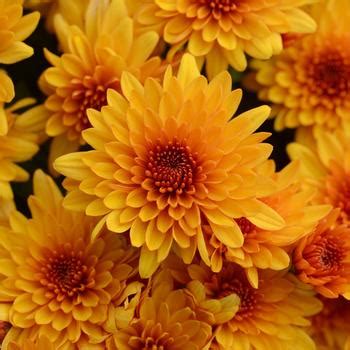 Chrysanthemum grandiflorum 'Fireglow Bronze' Garden Mum | Garden Center Marketing