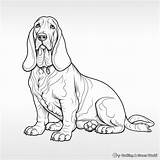 Basset Hound Coloring Pages  Free & Printable sketch template