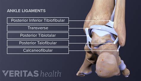 Ankle Anatomy: Muscles and Ligaments | Sports-health