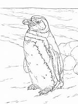 30 Free Penguin Coloring Pages Printable sketch template