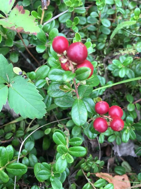 Bog cranberry – AWES | Agroforestry and Woodlot Extension Society of Alberta